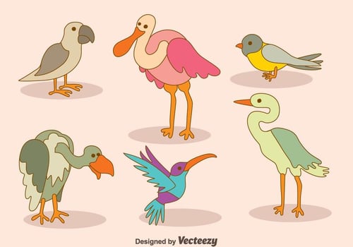 Cartoon Bird Collection Vector