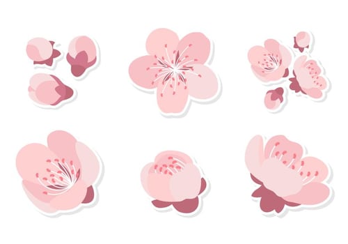 Pink Plum Blossom  vector