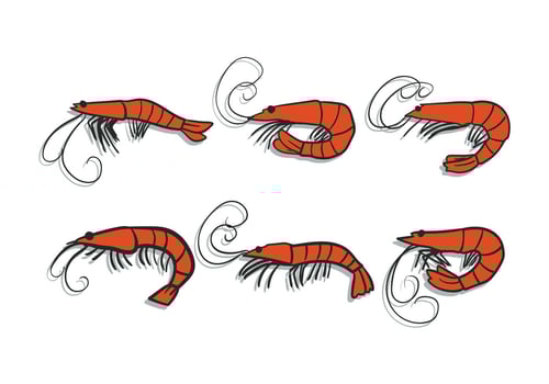 Prawns vector set