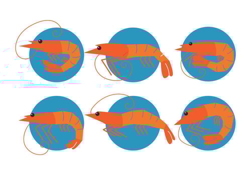 Prawns vector set