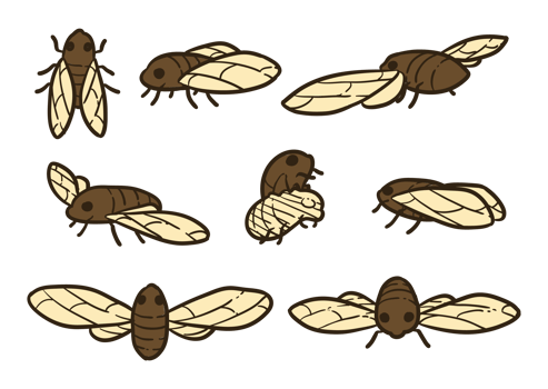 Cicada Vectors