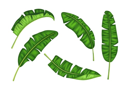 Banana Plantain Leaves Illustration Vector