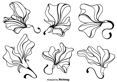 Vector Sweet Pea Flowers. Vector 