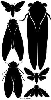 Vector Cicada Bug Silhouette Set