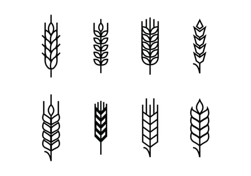 Wheat ears set icons vector