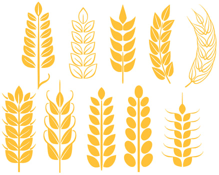 Free Wheat Vectors