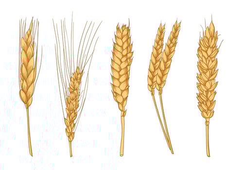 Wheat Ears Hand Drawn vector