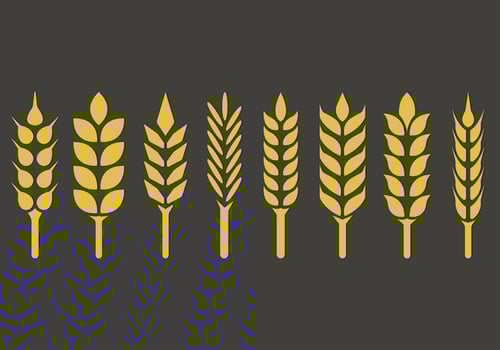 Set Of Wheat Ears Icon vector