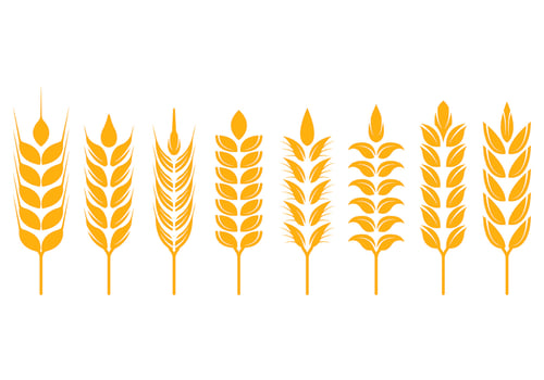 Set Of Wheat Ears Icon vector