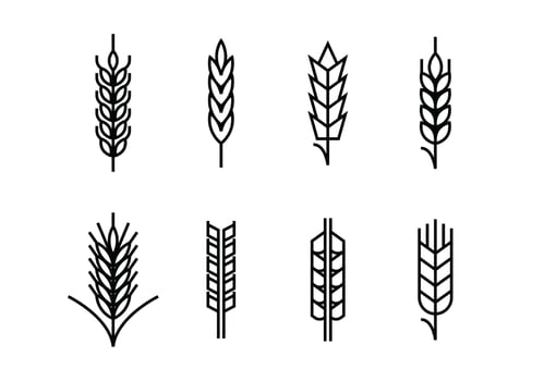 Wheat ears set icons vector