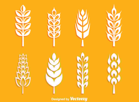 White Wheat Ears Collection Vector