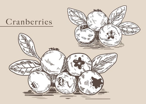 Cranberries Hand Drawn Illustration Vector