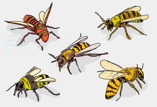 Hornets Hand Drawn Vector Illustrtaion