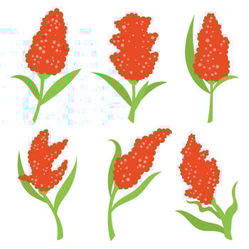 Sorghum Vector Icons