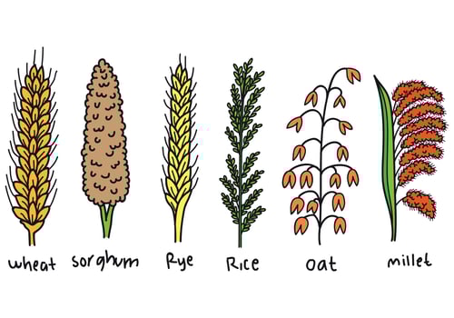 Cereals Clipart Set vector