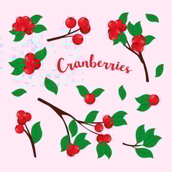 Cranberries Vector