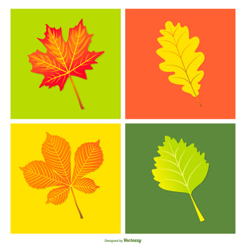 Colorful Collection of Vector Leaves