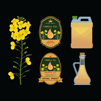 Canola Oil Isolated Vector Illustration