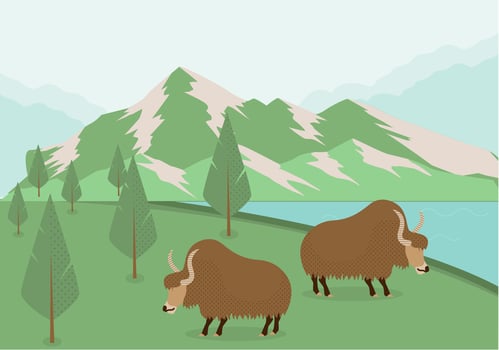 Flat Mountain Yak Cartoon Vector 