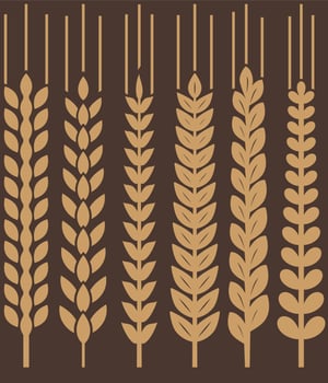 Vector Wheat Ears Icon Set
