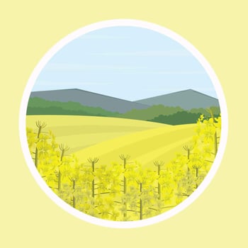 Free Canola Flower Illustration vector