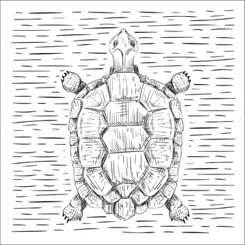 Free Hand Drawn Vector Turtle Illustration