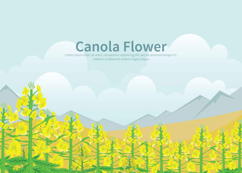 Free Canola Flower Illustration vector