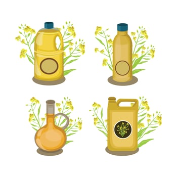 Canola Oil Collection vector