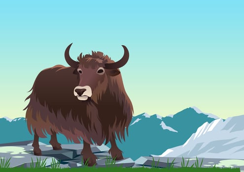 Tibetan Yak In Mountains Vector 