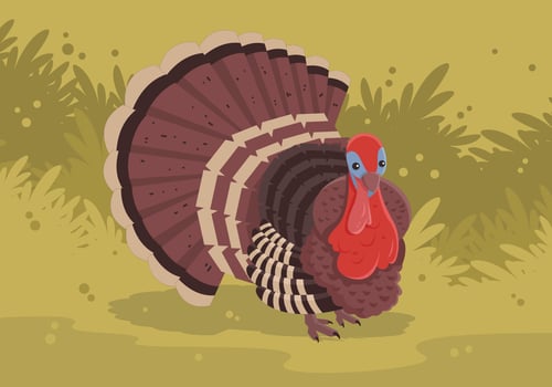 Wild Turkey Vector Illustration