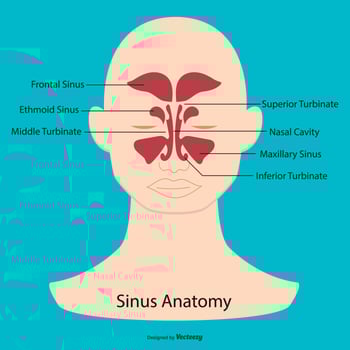 Sinus Anatomy Illustration vector