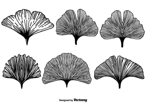 Vector Gingkos Collection