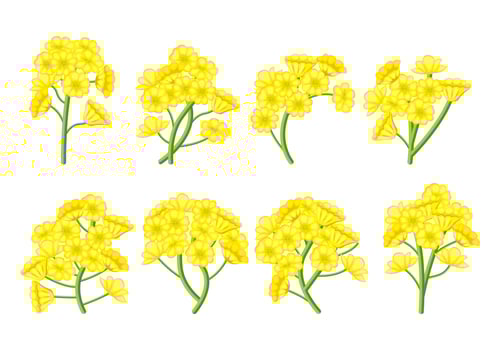 Canola Flower Vector Set