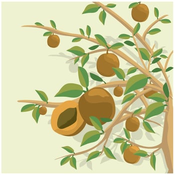 Peach Tree illustration Background vector