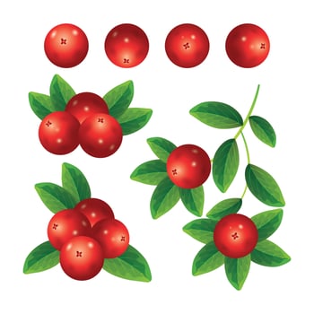 Cranberries Collection Set vector