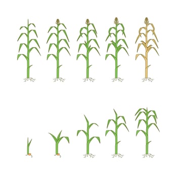 Free Corn Plants Vector 