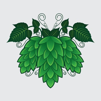 Hop Plant Vector Illustration