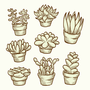 Succulents Vectors