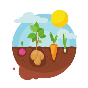 Vegetable garden vector Illustration