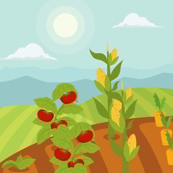Vegetable garden vector Illustration