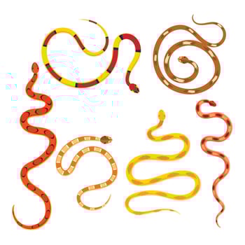 Snake Set Isolated on White vector