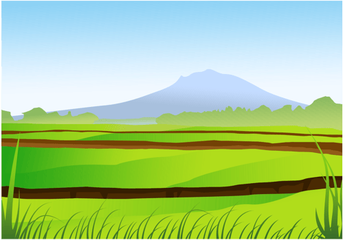Rice Field Vector