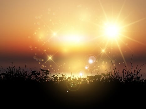 Sunset grassy landscape  vector