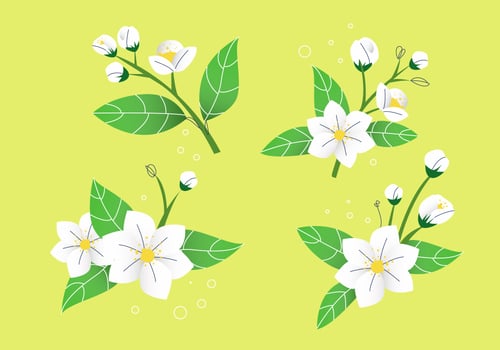 White Jasmine Flower Petals Vector Illustration Stock