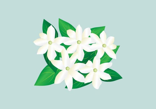 Jasmine Vector Illustration