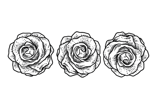 Roses Vector Illustration