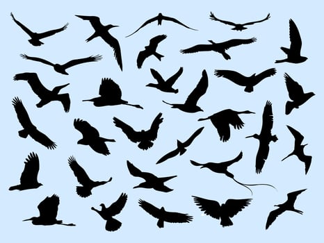 30 Different Flying Birds vector