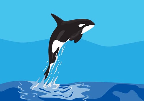 Killer Whales Vector Illustration