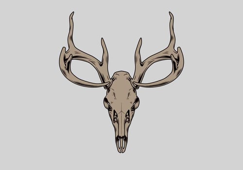 Deer Skull Vector Illustration