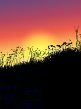 Grass and flowers at sunset  vector